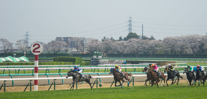 fanfare（競馬丼）🐎 (@fanfare@fanfare.horse) - fanfare